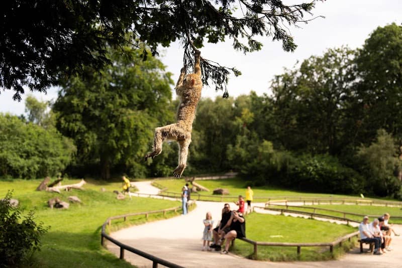 Trentham Monkey Forest - Image 2