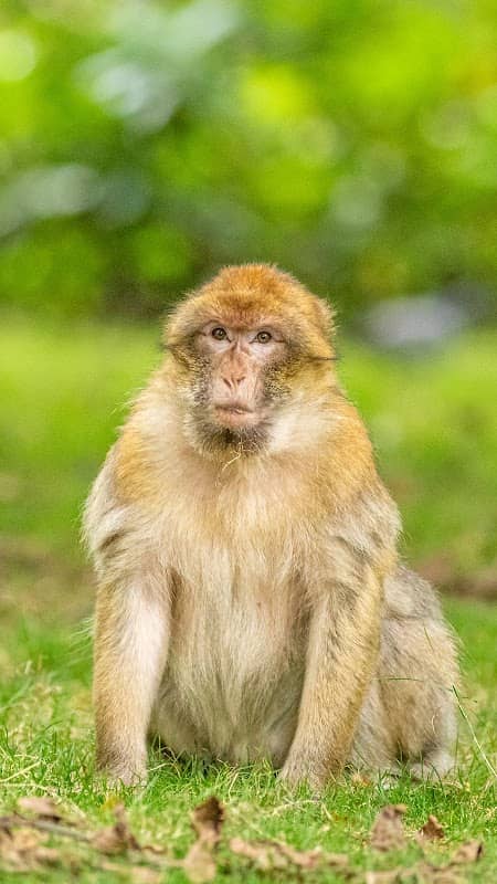 Trentham Monkey Forest - Image 3