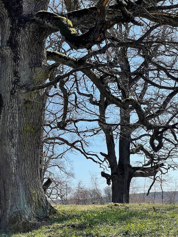 Älghagen Naturreservat - Image 1