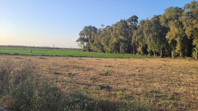 المزرعة السعيدة - Image 2