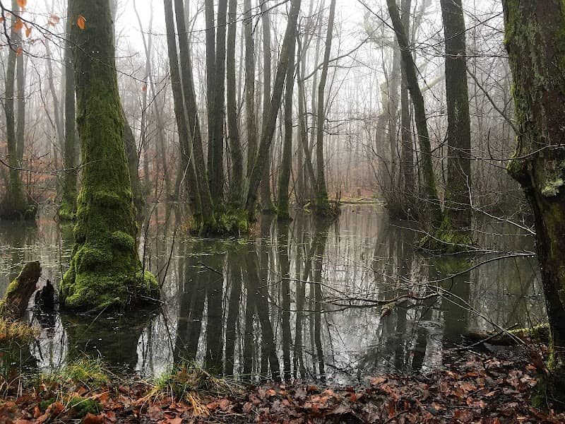 Naturschutzgebiet Kleinblittersdorfer Wald - Image 1