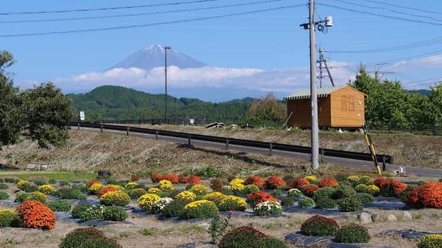 ざる菊園(芝川花そう会.内房里づくりの会) - Image 1