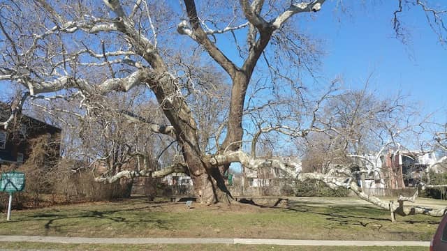 Sycamore Park - Image 2