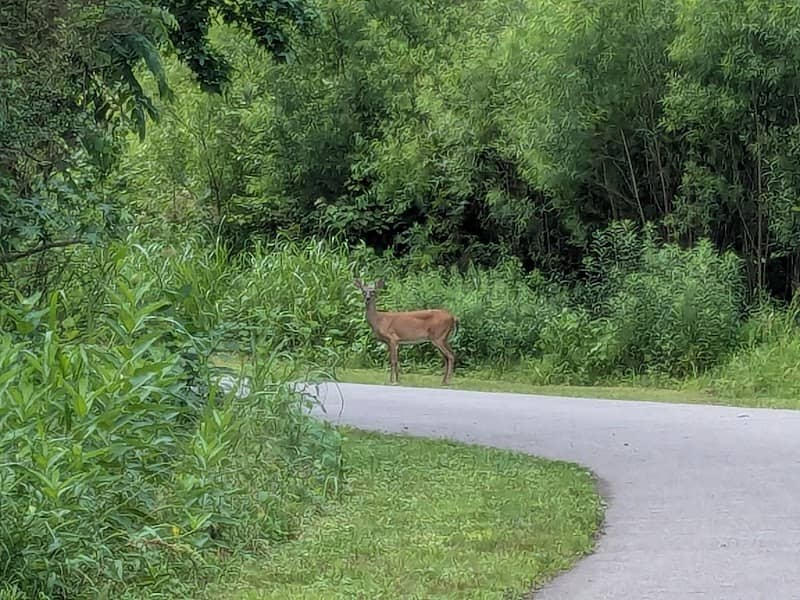Dunn Creek Greenway - Image 2