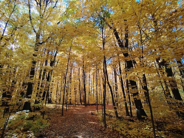 Pheasant Hollow Park - Image 2