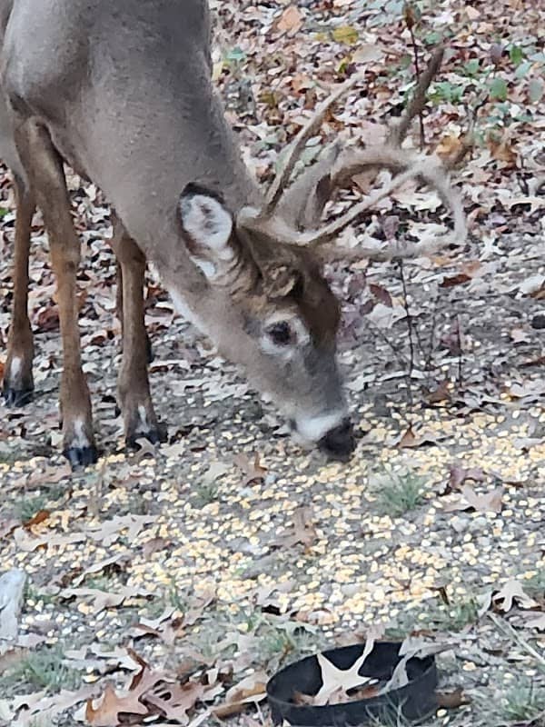 Waldorf Wildlife Autonomy Zone - Image 1