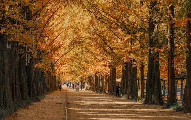 Metasequoia-lined Road - Image 1