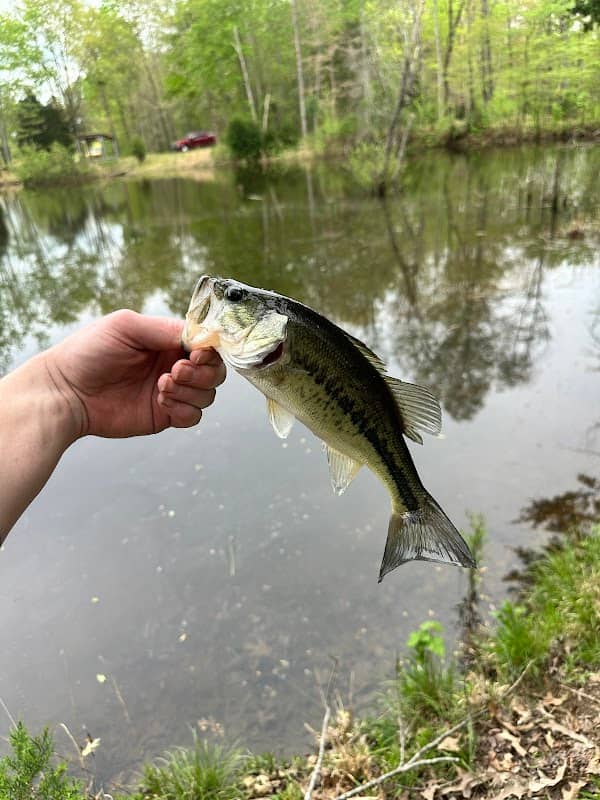 Dickson Fishing - Image 2