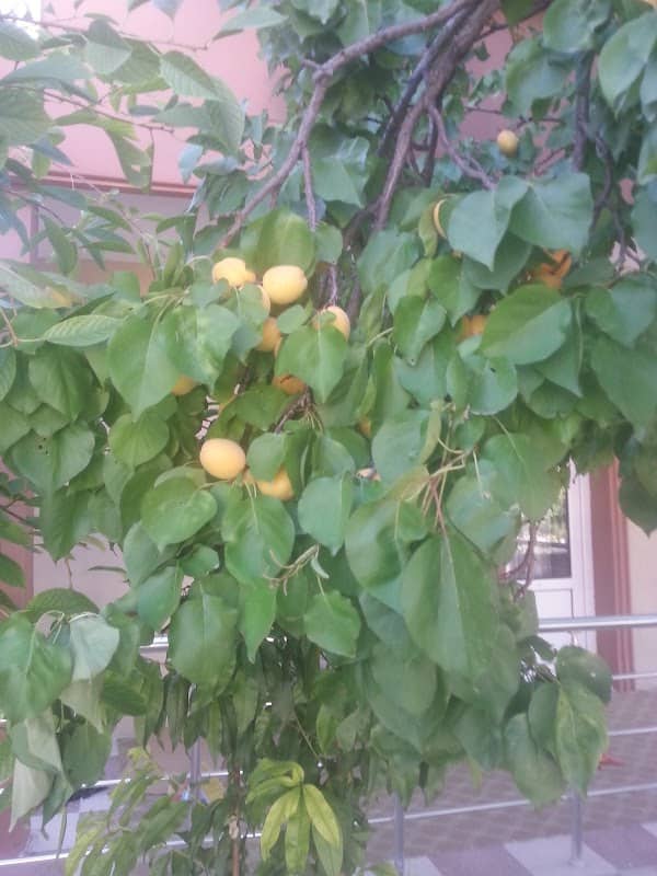 Çocuk Parkı - Image 1