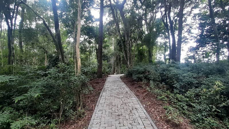 Bosque Leiteiro 🌳 - Image 1