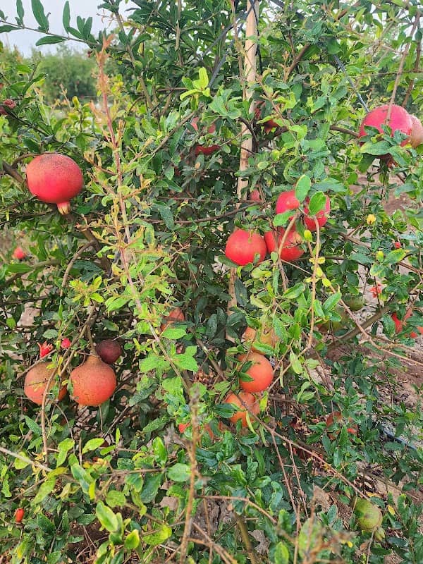 Jillani Farm - Image 1
