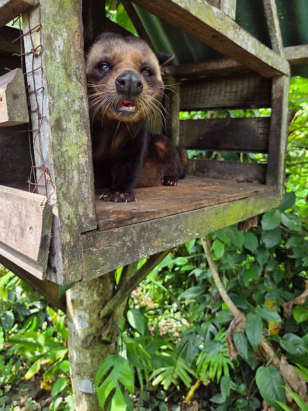 Taman Ayu Sari Luwak Coffee - Image 1