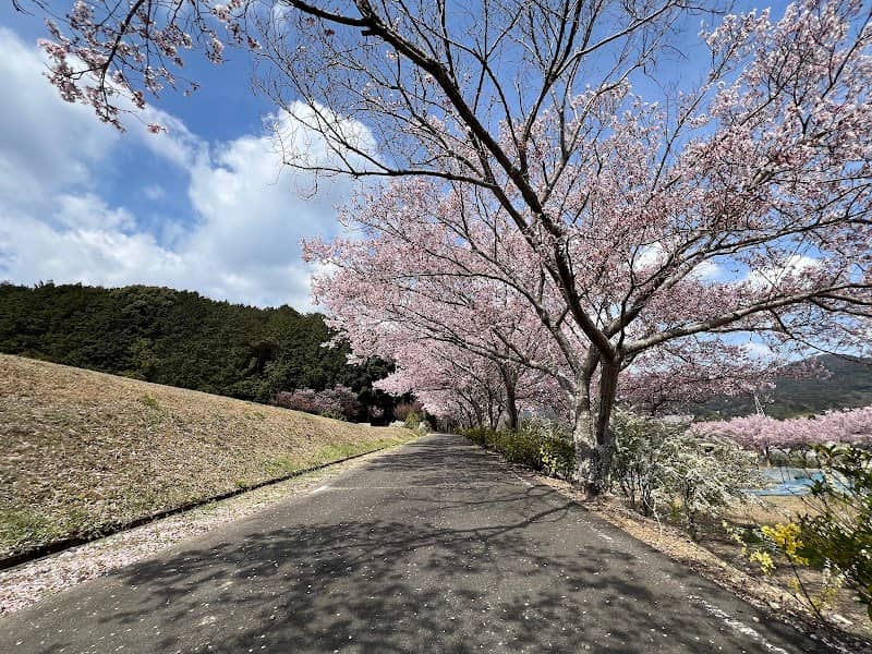 長沢のコヒガンザクラ - Image 1