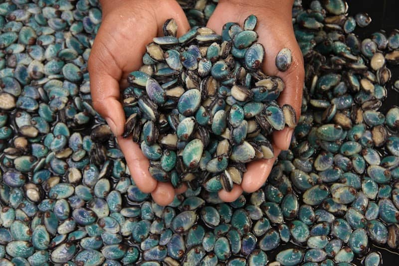 Heart of Abalone (Pty) Ltd - Image 1