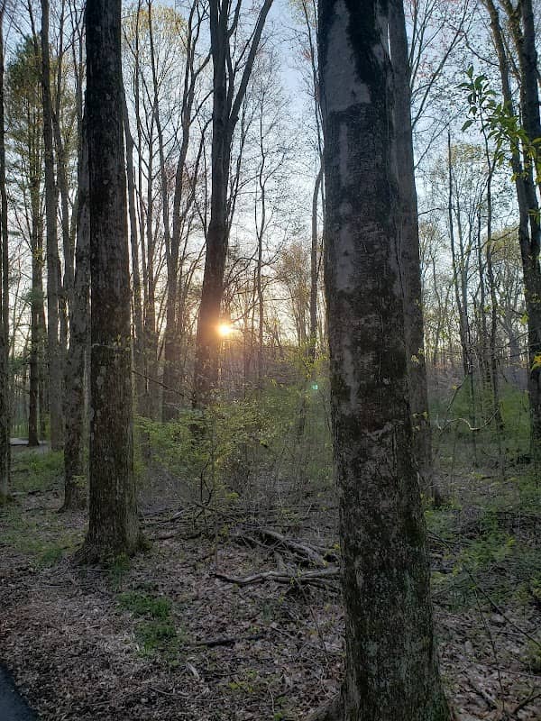 Brum Woods - Image 2