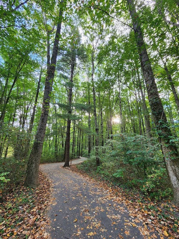 Brum Woods - Image 1