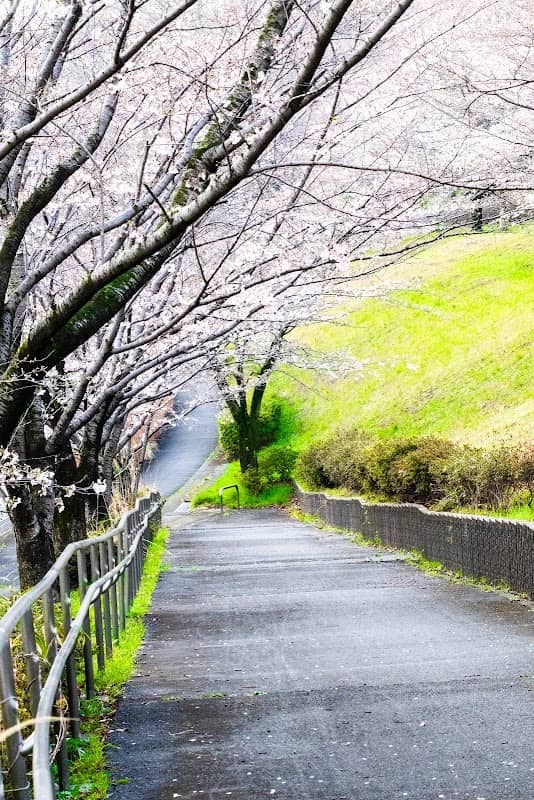 鑓水 桜の広場 - Image 3