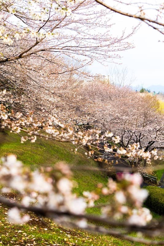 鑓水 桜の広場 - Image 2
