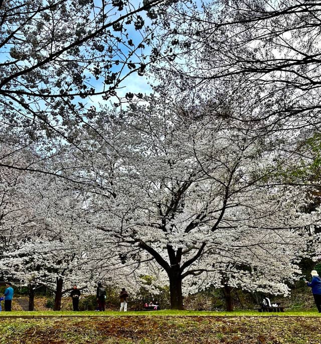 鑓水 桜の広場 - Image 1