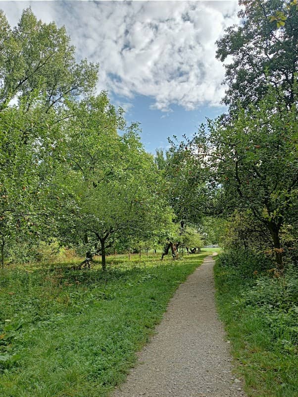 Hoogstamboomgaard van het Alblasserbos - Image 2
