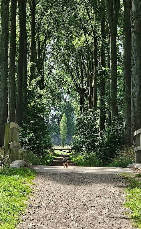 Hoogstamboomgaard van het Alblasserbos - Image 1