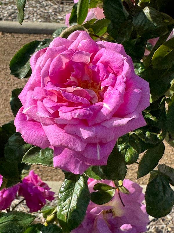 Memorial Rose Garden - Image 1