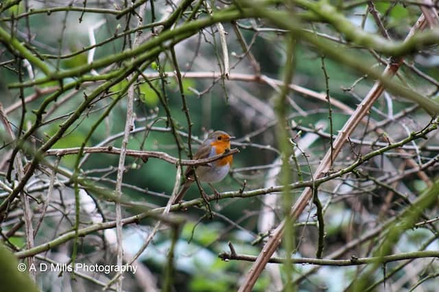 Sandfield Park - Image 2