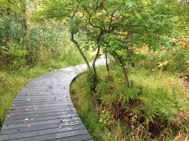 Jane E. Lytle Memorial Croton Arboretum - Image 2