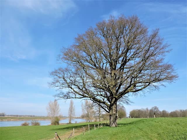 Monumentale Boom - Image 1