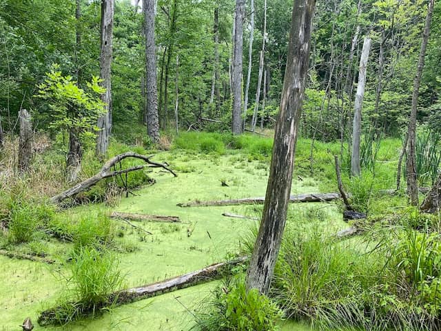 Richardson Preserve - Image 1