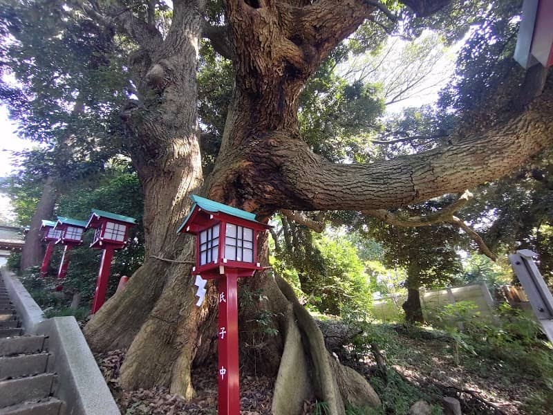 八坂神社のスダジイ - Image 1