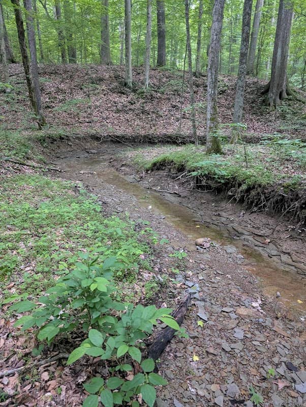 Youngman Woods Preserve - Image 1