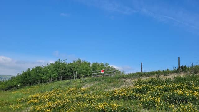 River Heart Forest - Image 1