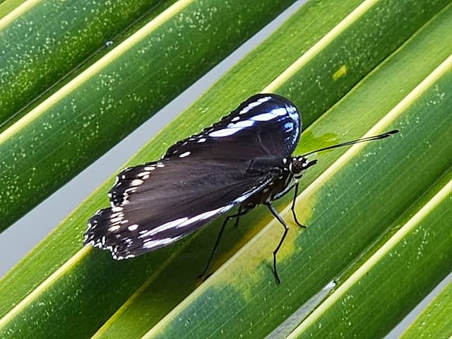Butterfly Gallery - Image 1