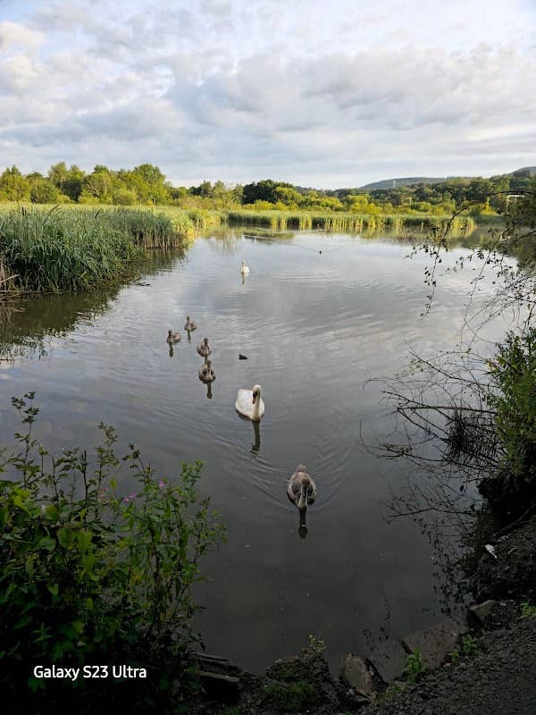 Cwmbach Wetlands - Image 1