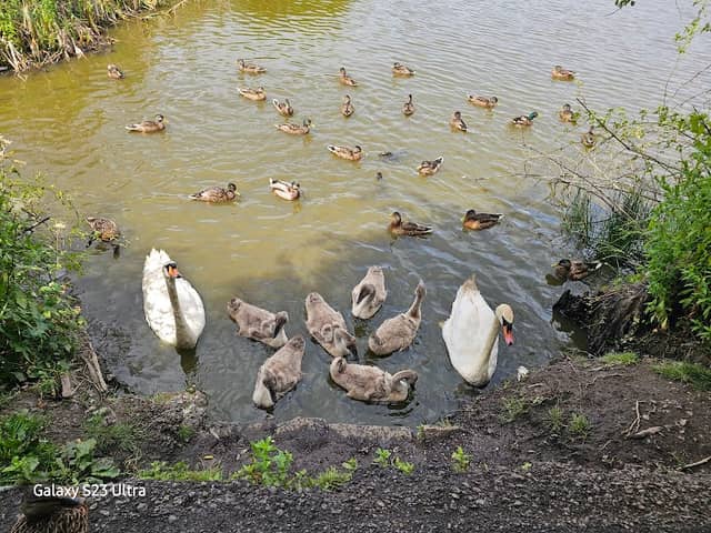 Cwmbach Wetlands - Image 2