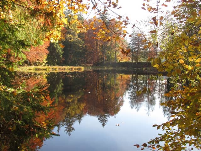 Stadler Weiher - Image 1