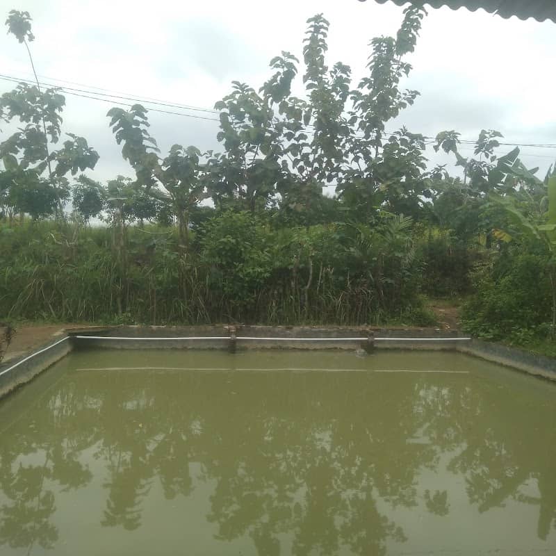 Pemancingan bawal/lele - Image 1