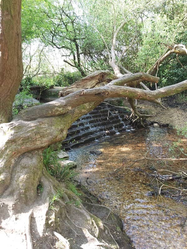 Kinson Common - Image 1