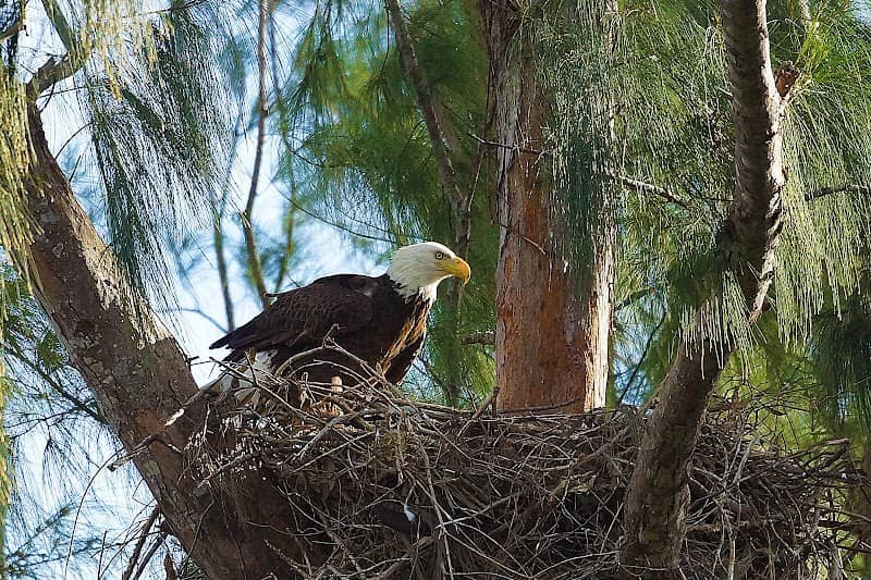 Eagles Nest - Image 1