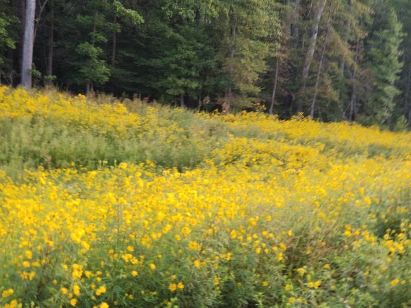 Indian Head Rail Trail Parking - Image 1