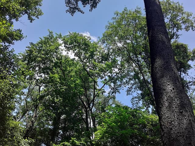 St. Anne Woods and Wetlands - Image 1