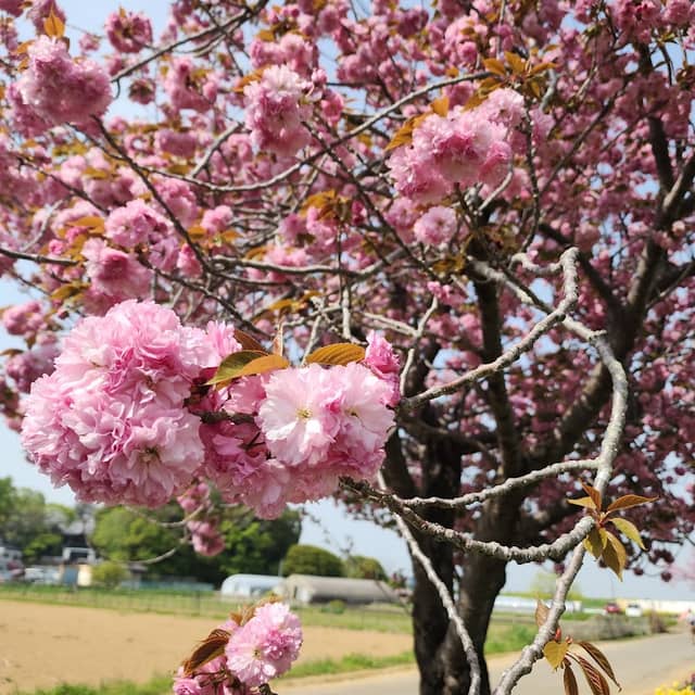 あけぼの山農業公園の八重桜(4月) - Image 1