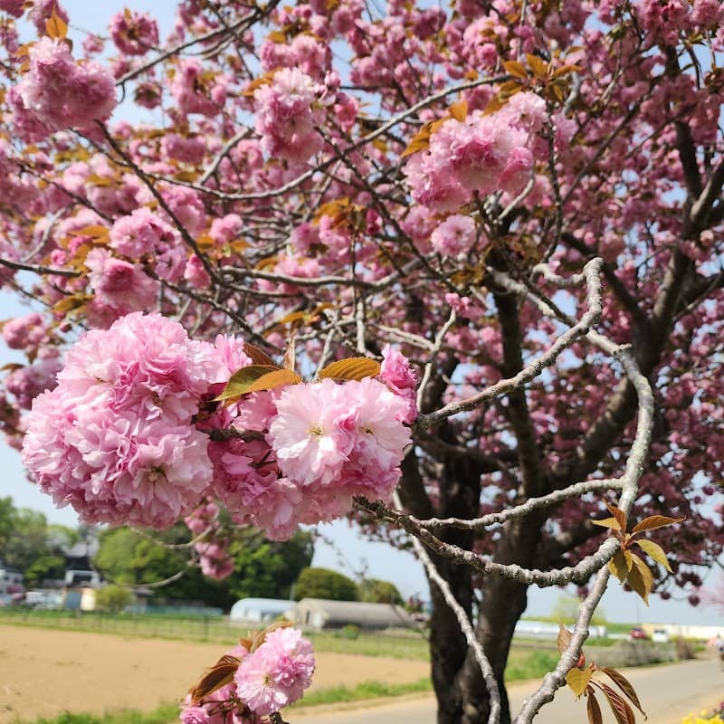 あけぼの山農業公園の八重桜(4月) - Image 1