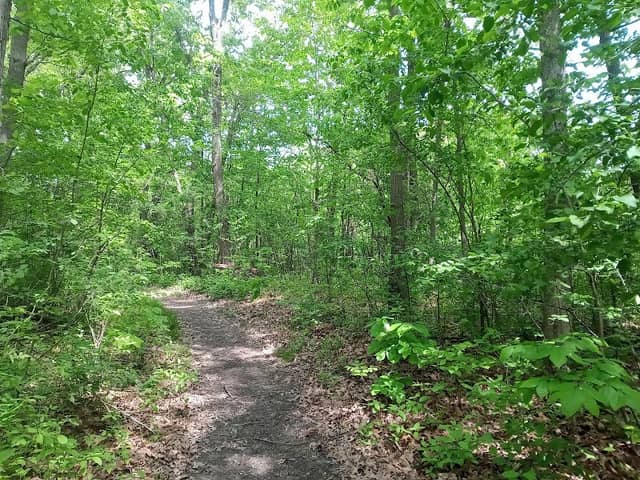 Chipilly Woods - Image 1
