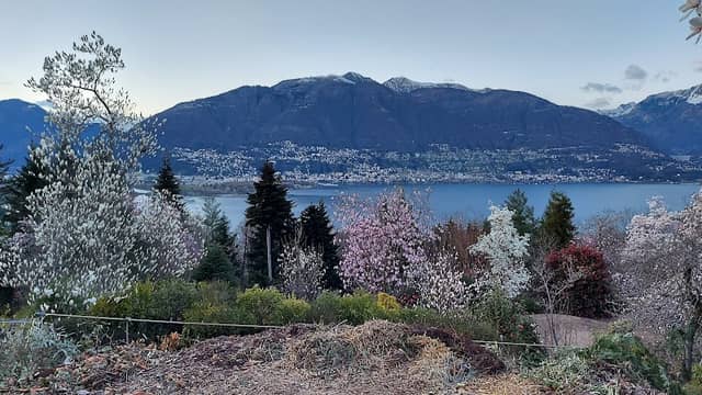 Gambarogno Botanical Park - Image 1