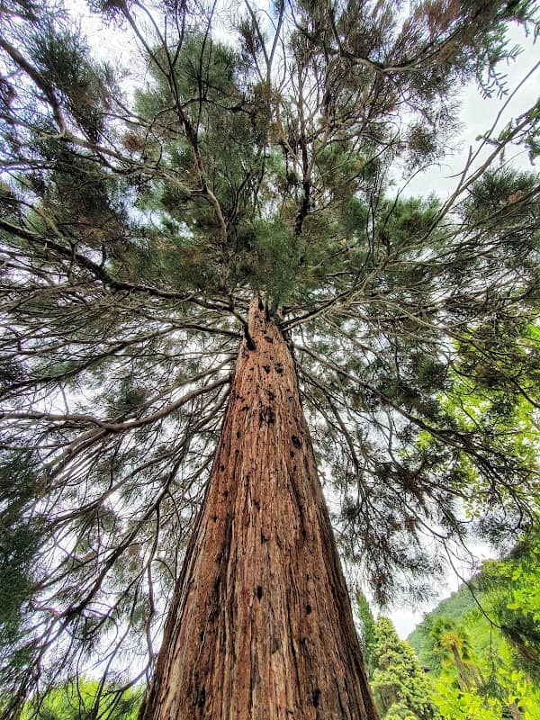 Gambarogno Botanical Park - Image 3