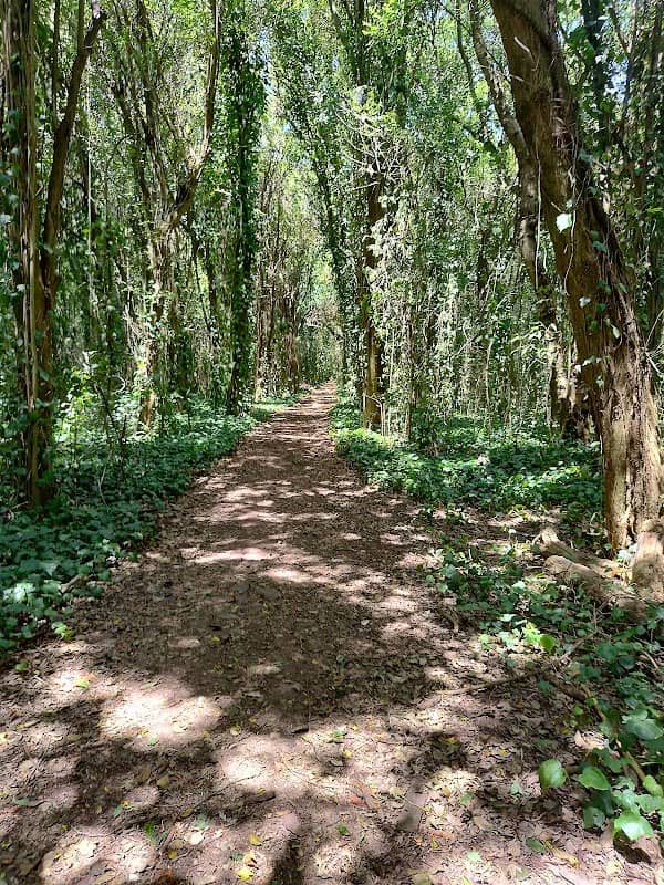 Bosque de las Hiedras - Image 1