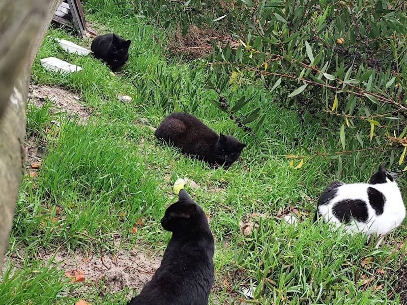 5 cats - Image 1