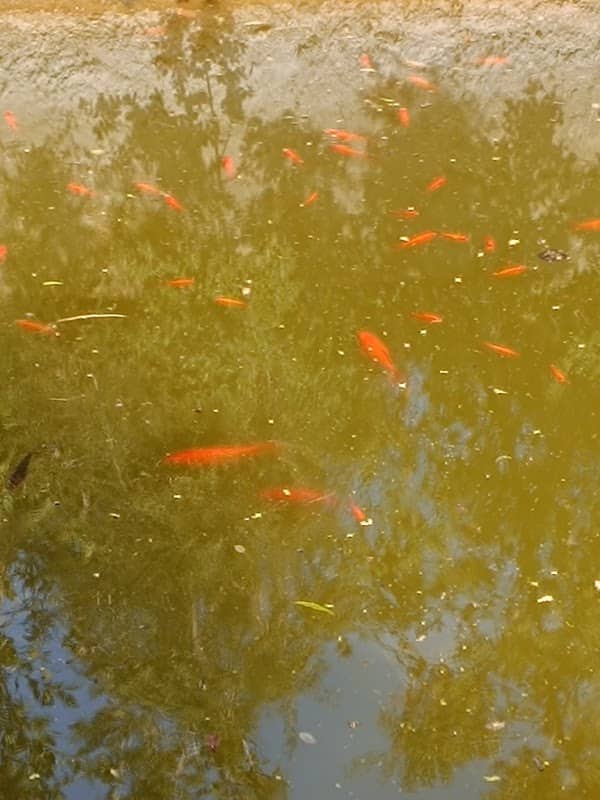 Syggros mansion pond - Image 1